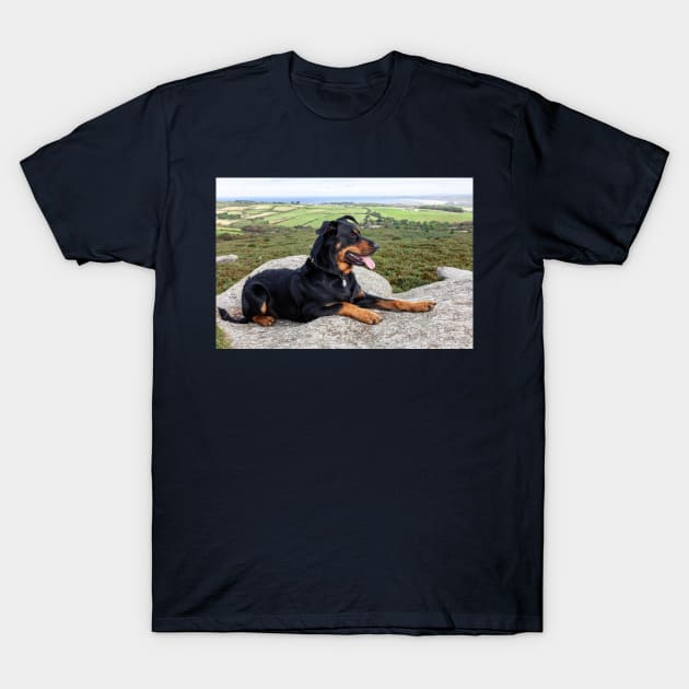 Beauceron Dog T-Shirt by tommysphotos